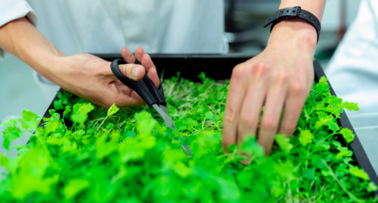 The future of vertical farming is brighter than once thought