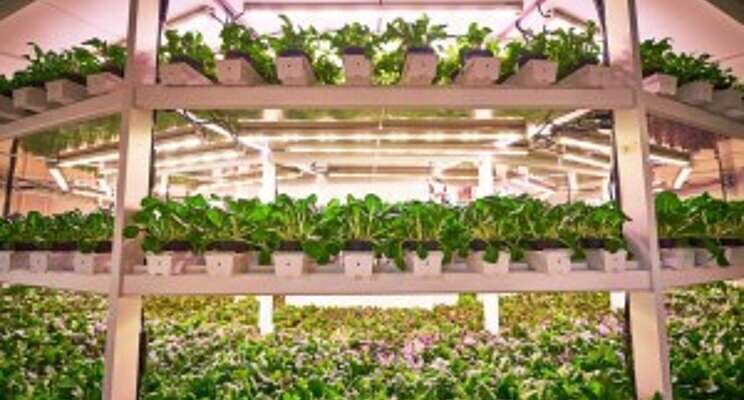 The vertical mega-farm built in Singapore The vertical mega-farm built in Singapore