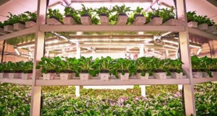 The vertical mega-farm built in Singapore