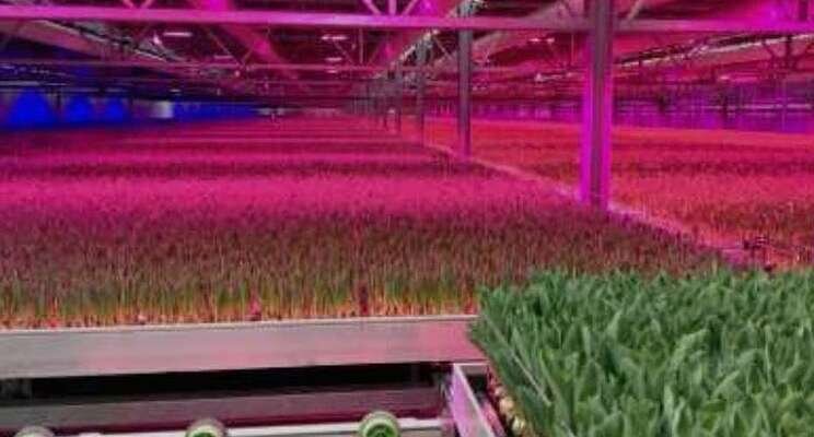 Grodan customer to build the world's biggest vertical farm Grodan customer to build the world's biggest vertical farm