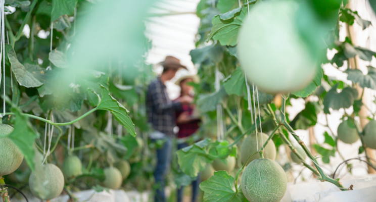 Sollum won Greenhouse Technology Awards Sollum won Greenhouse Technology Awards