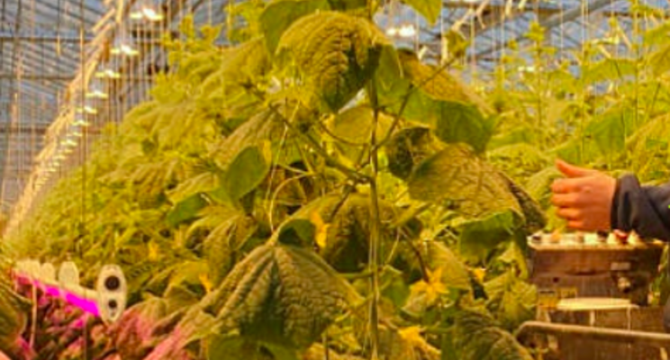 30% more cucumbers, with the same energy consumption 30% more cucumbers, with the same energy consumption