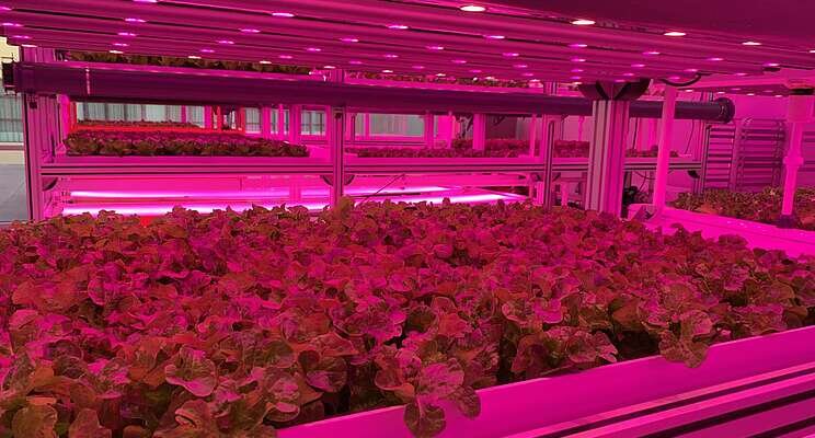 Can urban farming solve Hawaii's food crisis? Can urban farming solve Hawaii's food crisis?