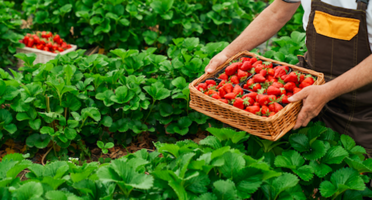 Managing Western flower thrips in CEA strawberry operations Managing Western flower thrips in CEA strawberry operations