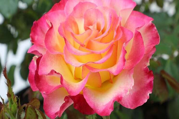 Altman Plants makes true bloom roses available nationwide Altman Plants makes true bloom roses available nationwide