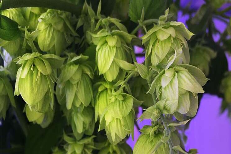 The hops in this new craft beer were grown in an indoor farm The hops in this new craft beer were grown in an indoor farm