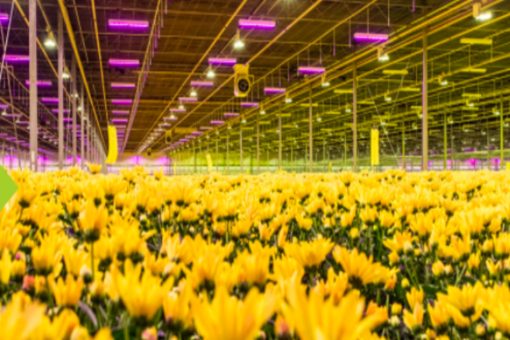 LED investment enables optimization in multiple areas LED investment enables optimization in multiple areas