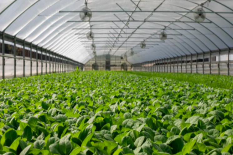 Advanced tech stands out in CEA and vertical farming industry