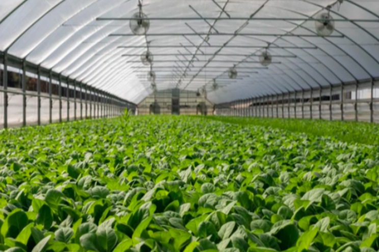 Advanced tech stands out in CEA and vertical farming industry Advanced tech stands out in CEA and vertical farming industry