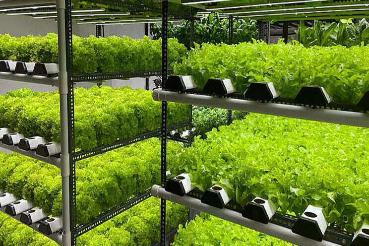 Now trending: Soil-less farms that can fit into an apartment