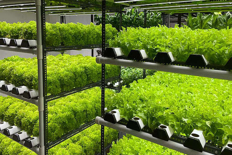 Now trending: Soil-less farms that can fit into an apartment Now trending: Soil-less farms that can fit into an apartment