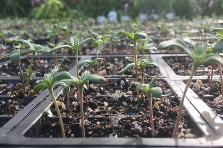 Niagara College program granted licence to grow industrial hemp Niagara College program granted licence to grow industrial hemp