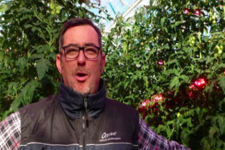 Juicy, sweet vine tomatoes all year round with hybrid led Juicy, sweet vine tomatoes all year round with hybrid led