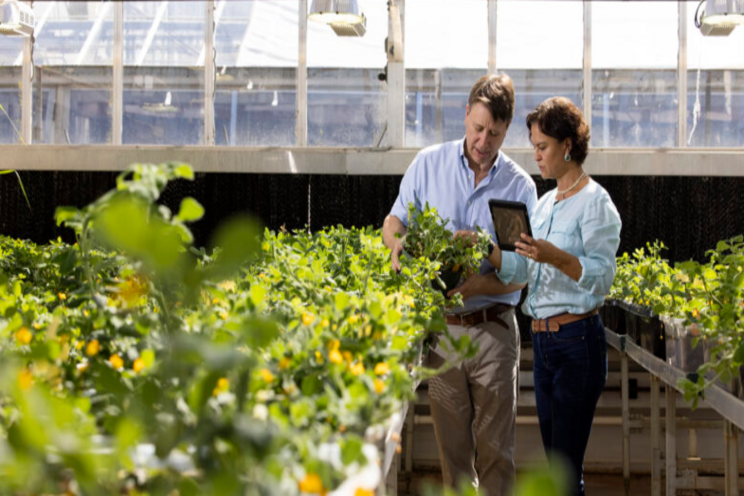 Tracking wild peanut genes to improve crop resilience Tracking wild peanut genes to improve crop resilience