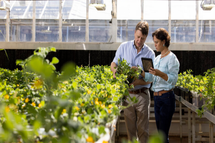 Tracking wild peanut genes to improve crop resilience