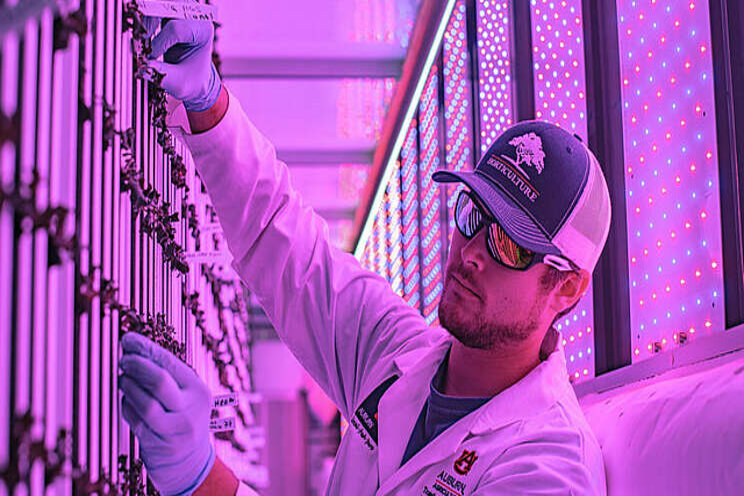 The rise of vertical farming The rise of vertical farming