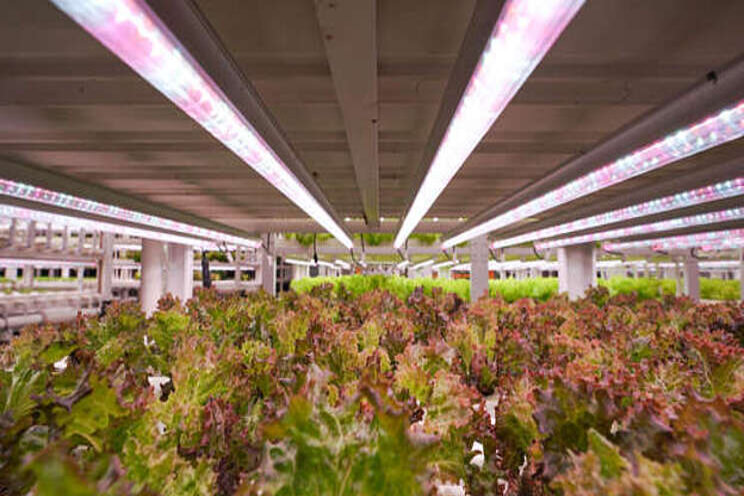 NIP offers vital facilities for hydroponics vertical farming