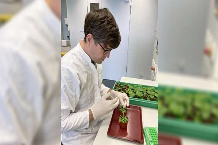 Two branches of plant immune response closely linked Two branches of plant immune response closely linked