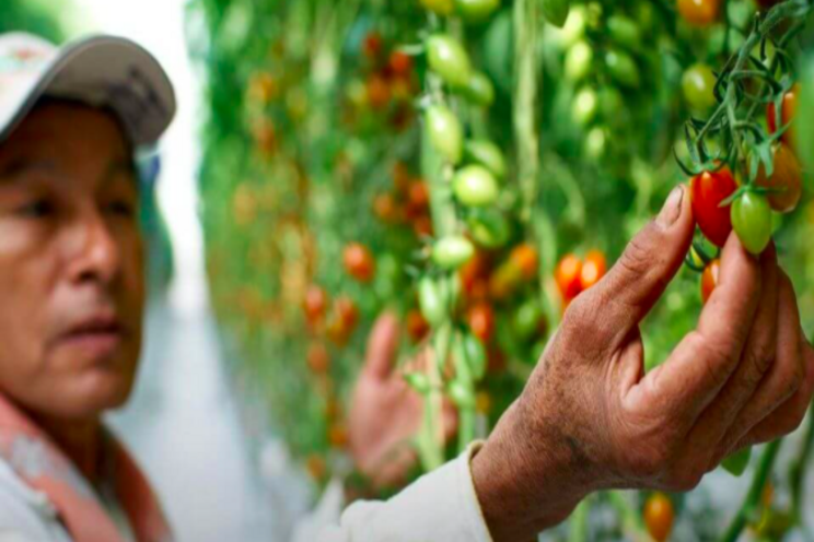 NatureSweet Greenhouse tomatoes honored NatureSweet Greenhouse tomatoes honored