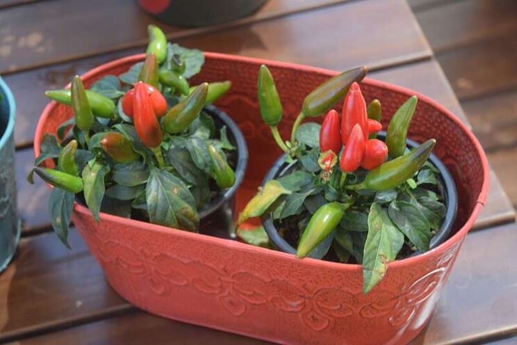 Veggies can bring the wow experience to potential gardeners Veggies can bring the wow experience to potential gardeners