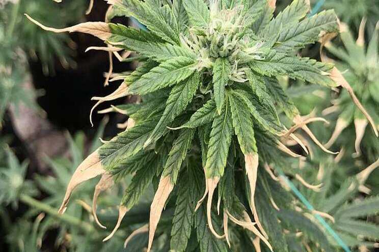 A physiological approach to cannabis plant nutrition A physiological approach to cannabis plant nutrition