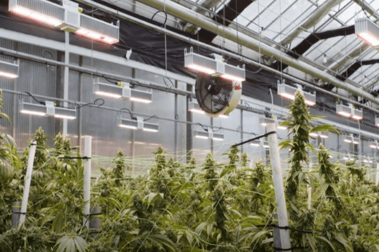 Cannabis trends to dominate in 2021 Cannabis trends to dominate in 2021