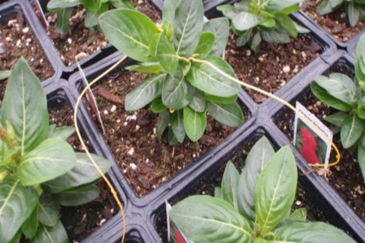 Tips on preventing the spread of dodder in your plants Tips on preventing the spread of dodder in your plants