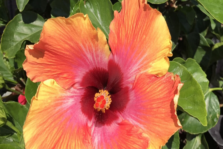 Plant phytonutrients grown in a CEA help people recover Plant phytonutrients grown in a CEA help people recover