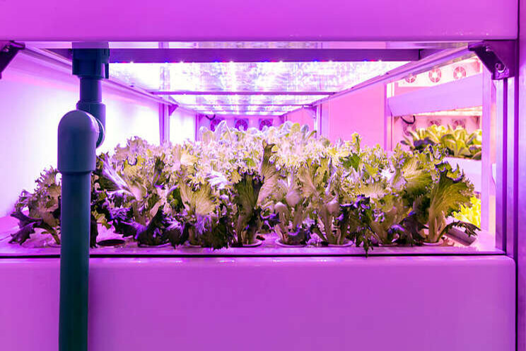 Horticultural lighting LEDs seeing continued growth Horticultural lighting LEDs seeing continued growth