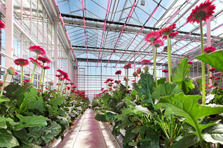 Working towards a climate-neutral greenhouse production Working towards a climate-neutral greenhouse production