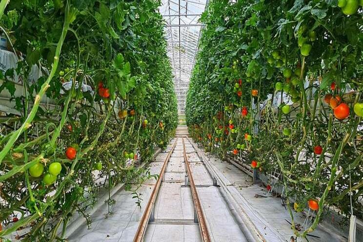 Hydroponics are not organic Hydroponics are not organic