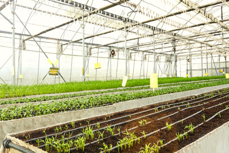 Netatech's rice experiment a step to meet food security challenges Netatech's rice experiment a step to meet food security challenges