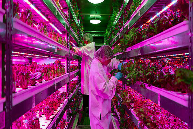 Technology key to solving GCC food security riddle Technology key to solving GCC food security riddle