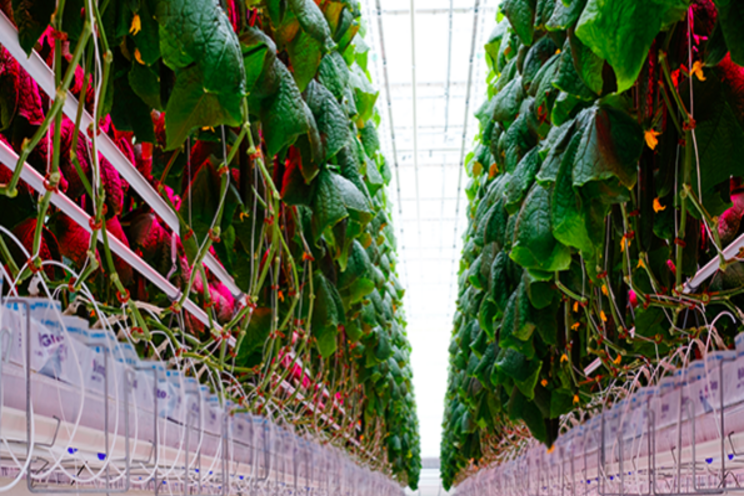 The autonomous greenhouse every grower is talking about The autonomous greenhouse every grower is talking about