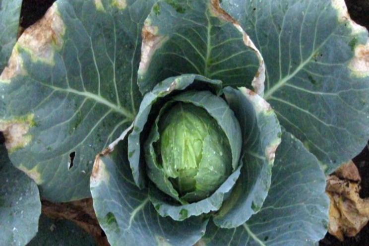 The secret of the black rot in vegetable crops uncovered The secret of the black rot in vegetable crops uncovered