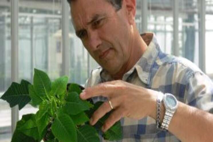 Poinsettia growers reach whitefly tipping point Poinsettia growers reach whitefly tipping point