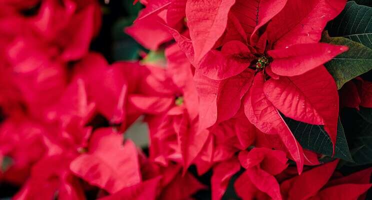 New poinsettia catalog from Selecta One now available