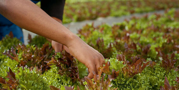 Hybrid Lighting: Using both LED and HPS Hybrid Lighting: Using both LED and HPS