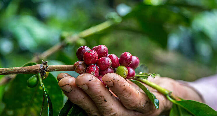 Coffee as we know it is in danger. Can we breed a better cup? Coffee as we know it is in danger. Can we breed a better cup?