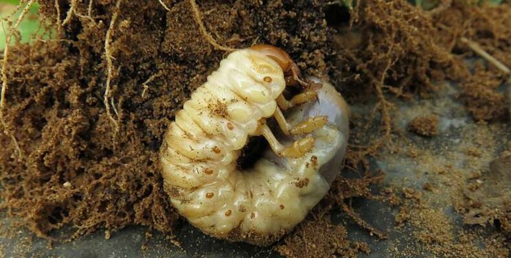 Target turf beetle larvae with B-Green this autumn Target turf beetle larvae with B-Green this autumn