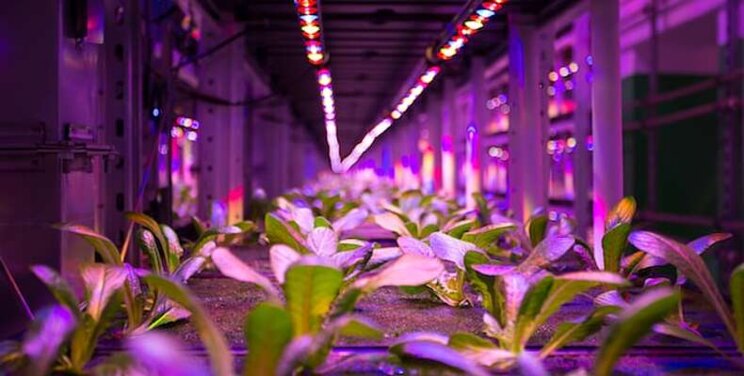 Underground metro station transformed into an organic VF