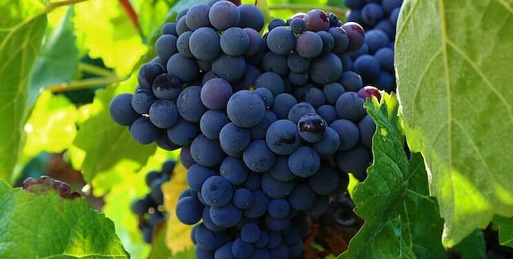 Researchers funded for studying diseases-resistant grapes