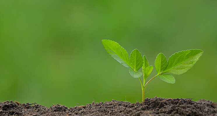 The benefits of plant growth regulators
