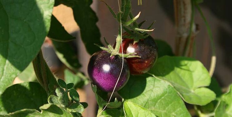 USDA approves GM antioxidant-rich purple tomato