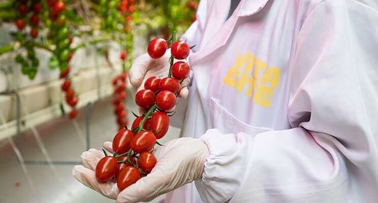 SQU produces Asian seabass and tomatoes using aquaponics