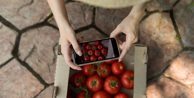 Sweden forced to stop growing tomatoes during winter