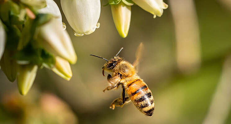 Polly the AI robot gets busy replacing bumblebees