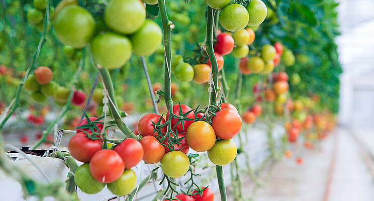 AAS-winning tomatoes