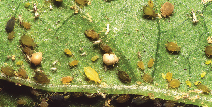 Avoid the aphids