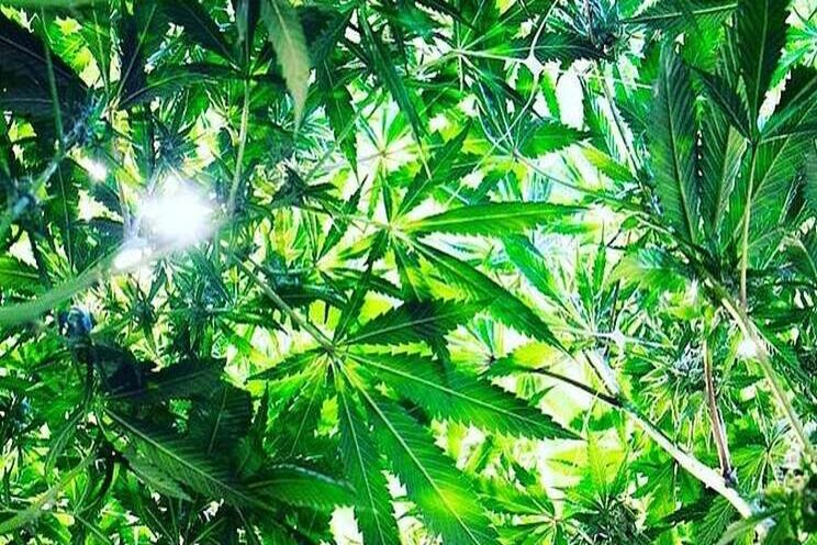 Million-dollar investment to boost cannabis research Million-dollar investment to boost cannabis research